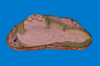 jabbatoastie.png